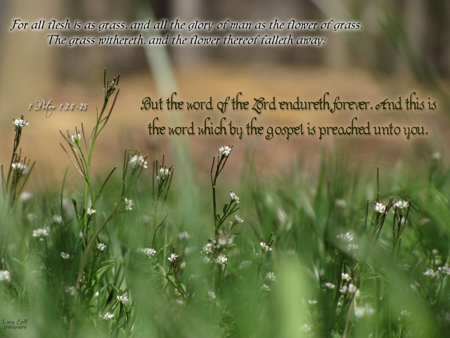 1-peter-1-24-25-daily-devotional-in-christ